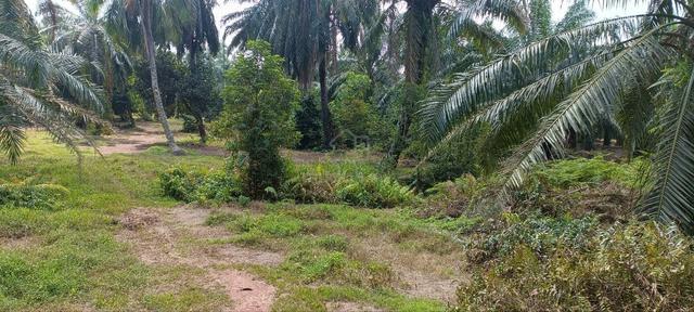Tanah Kebun Sawit Murah 3 Ekar Di Sabak Bernam 3
