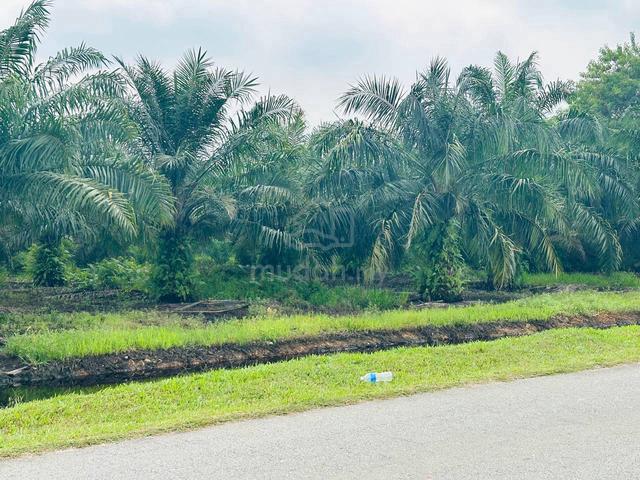 Tanah Kelapa Sawit Exit Higway SKVE, Kuala Langat, Selangor 5