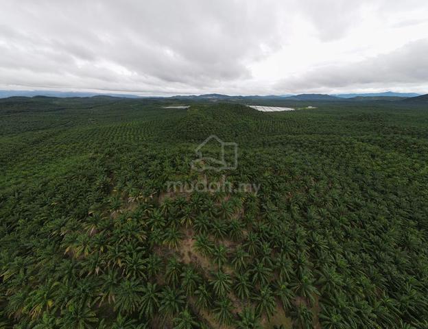 Bukit Selambau Oil Palm Plantation For Sale Sungai Petani Kedah 1