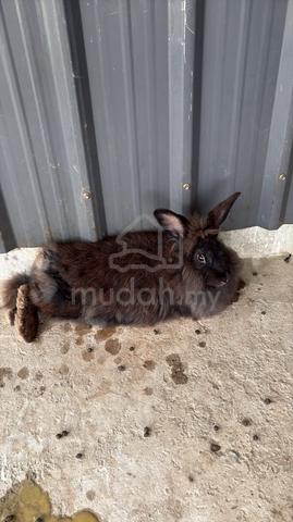Rabbit - photo 3 of 3