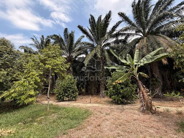 4.481 Ekar Ladang Sawit +Dusun Jasin, Melaka Untuk Dijual (Freehold) 1