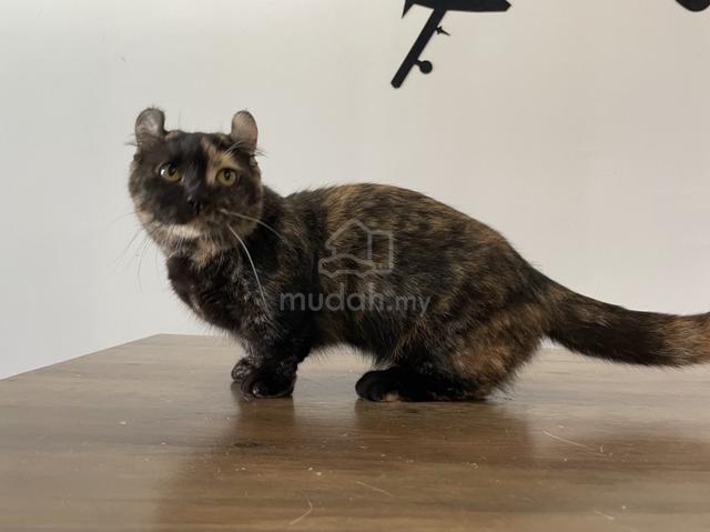 Munchkin Supershort (Female) - photo 6 of 6