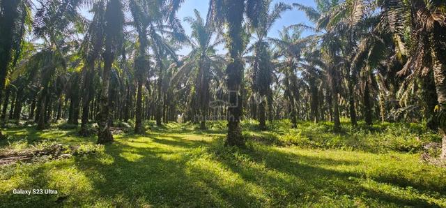 4.06849 acres palm oil land at Tapah road, Perak 1