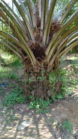 Palm Oil Plantation For Sale 1