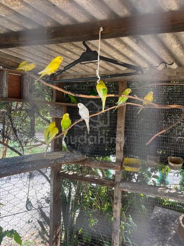 burung baji - photo 2 of 2