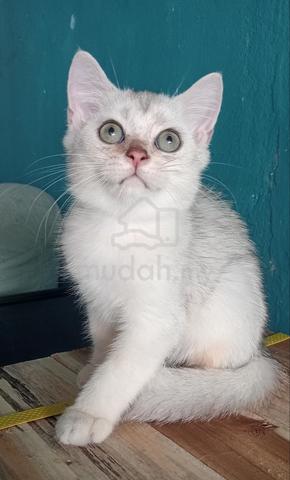 Kitten BSH Silver Male - photo 2 of 2