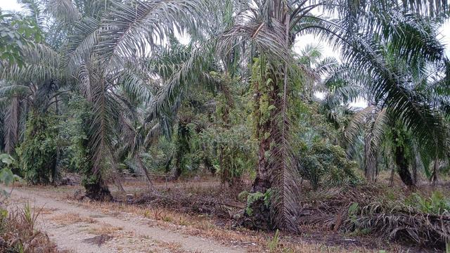 TANAH PERTANIAN 2acre / LOT ANTARABANGSA / BELOW MARKET PONTIAN Johor 3