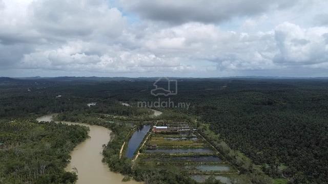 9.5 acres, Income,Coconut,12 pond,birds house,River kota tinggi 1
