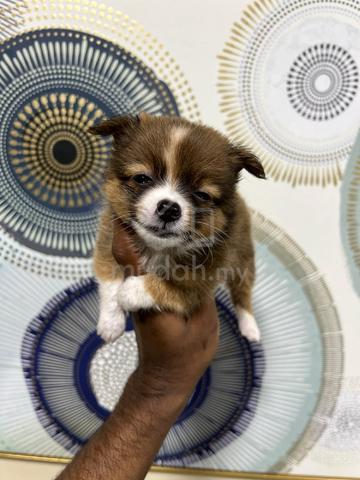 Carousel Image Selected