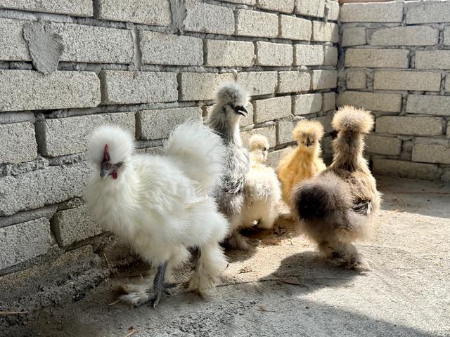 Silkie Chicken - photo 4 of 5