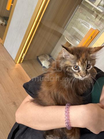 mainecoon kitten available for rehoming 🏡 - photo 2 of 3
