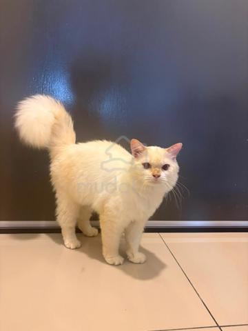 Kucing Persian Mix Manja & Comel - photo 4 of 6