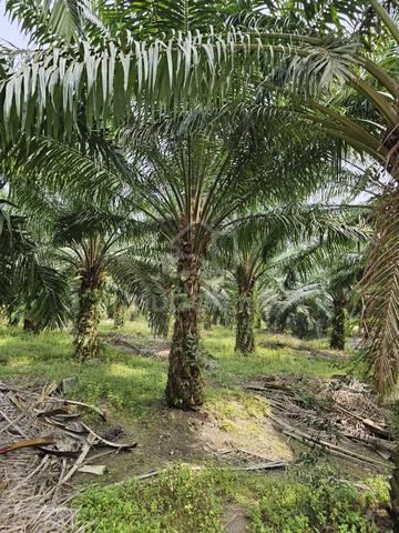 Sedili Kota tinggi 1.6187 hektar 1