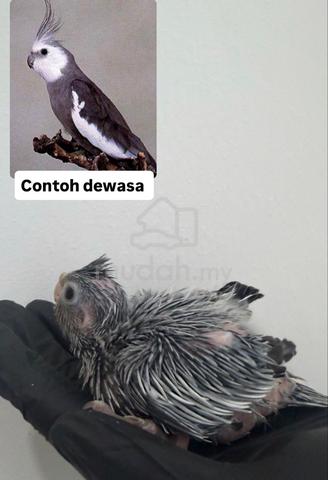 Anak Suap cockatiel - photo 6 of 6