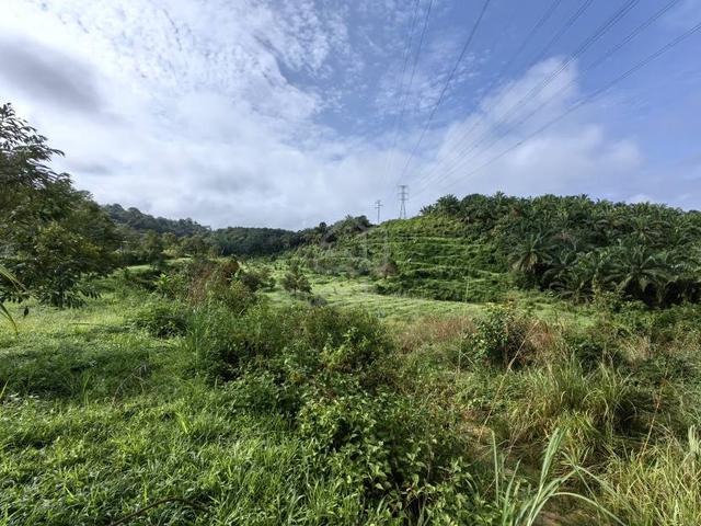19 Acres Freehold Land Durian Benta Sega Raub 2