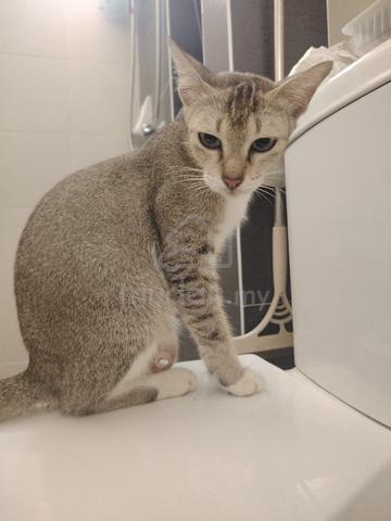 4 cute kittens, kucing - photo 6 of 6
