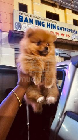 Pommerian puppy - photo 2 of 6