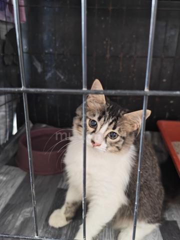 Carousel Image