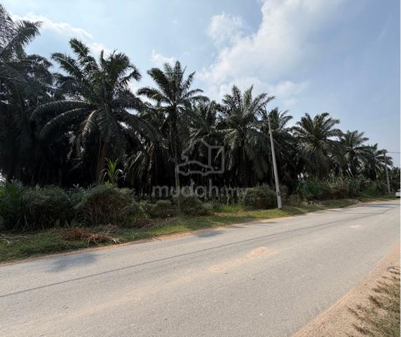 Oil Palm Land Jeram Kuala Selangor 1