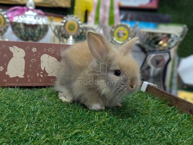 Arnab Mix Teddy Rabbit - photo 2 of 3