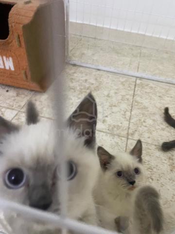 Ragdoll kitten mix bsh - photo 4 of 6