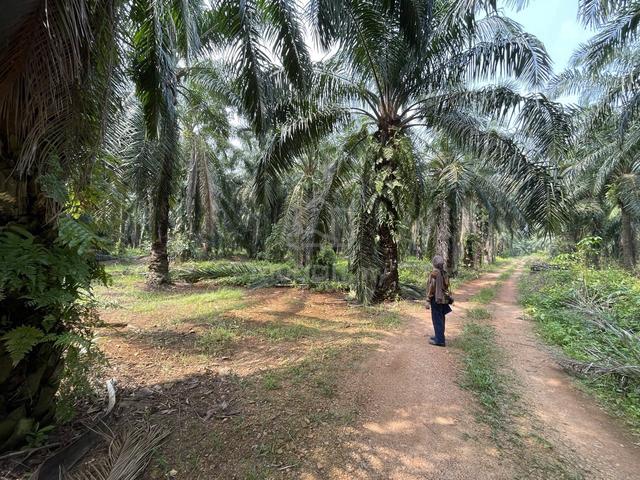 Tanah Kebun Sawit Untuk Dijual - PT Propok, Muar 1