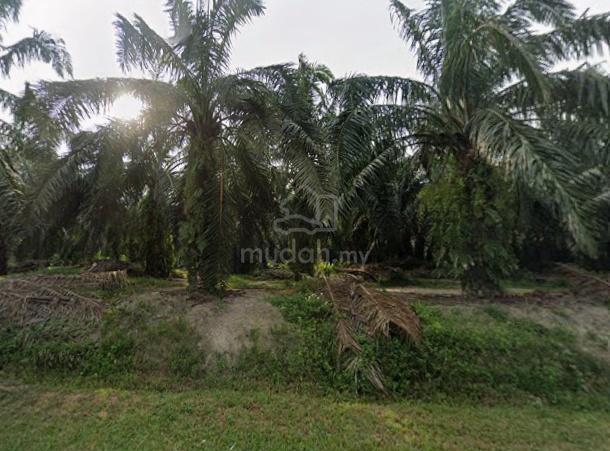 Tanah Kelapa Sawit untuk dijual di Senggang, Manong 1