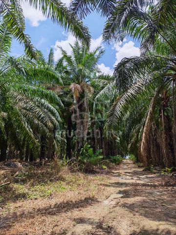 (DIRECT OWNER)Bahau,Mahsan Land near bandar IOI and Lotus 1