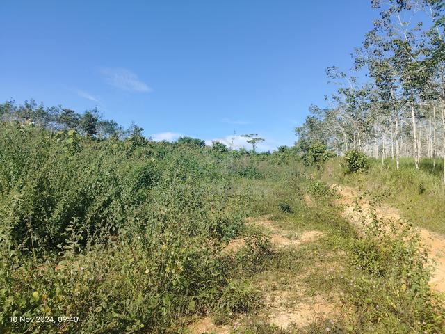 Tanah Kebun Murah Sik  5