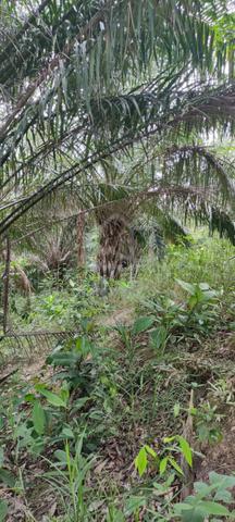 Kebun kelapa sawit 5