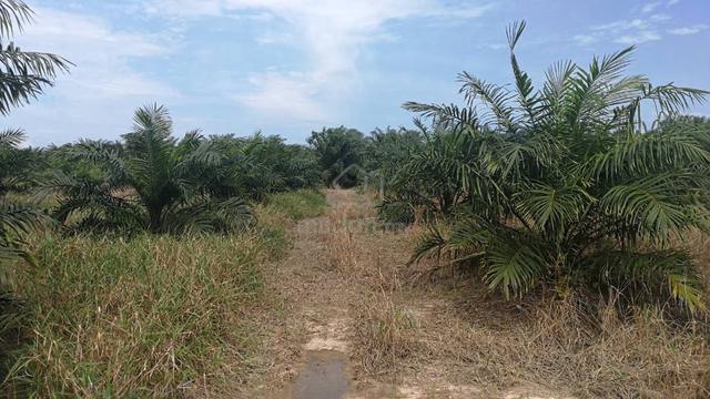 Sematan Plantation Land 1