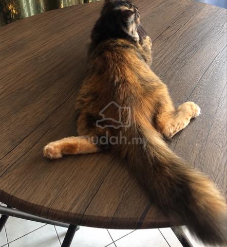 DLH cat - photo 2 of 2