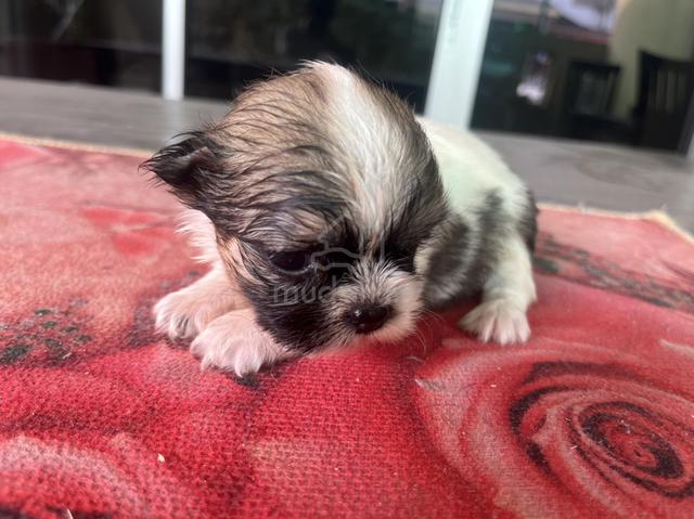 Shih Tzu puppy - photo 4 of 5