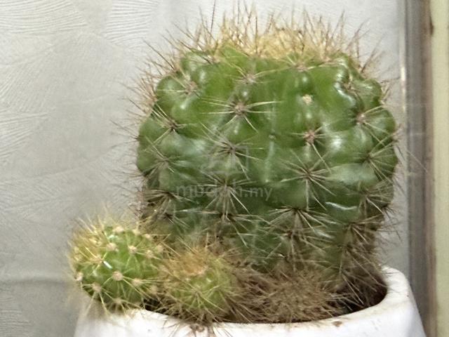 cactus for Computer - photo 4 of 5