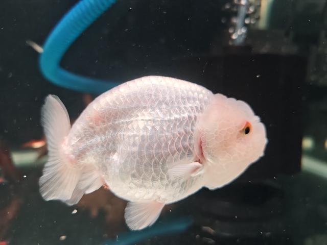 Ranchu Goldfish  - photo 2 of 2
