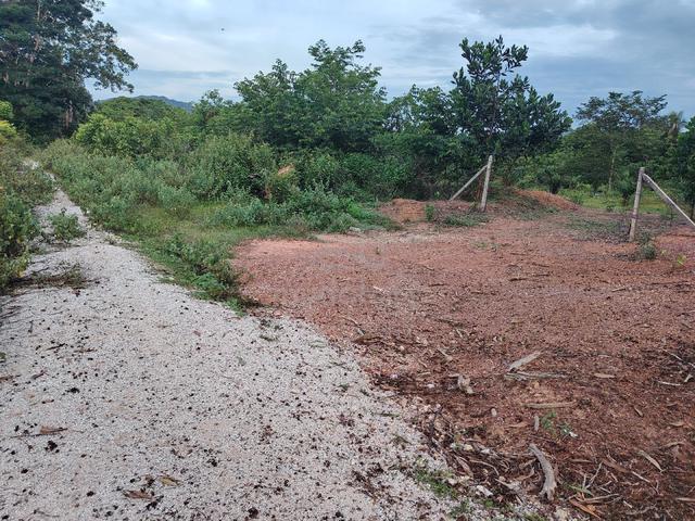 Kebun Sawit Muda berhampiran UUM 1