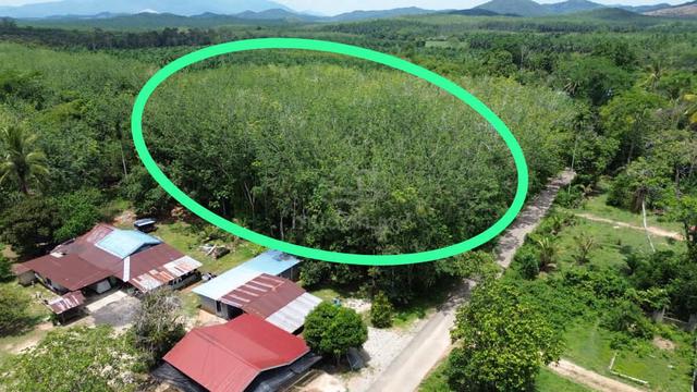 Kebun Getah Rapat Mini Tar Di Kg Bendang Pulai, Pendang 1