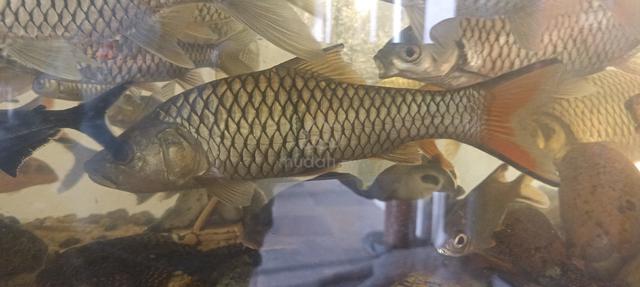 ikan sebarau (+- 11inch) - photo 2 of 6