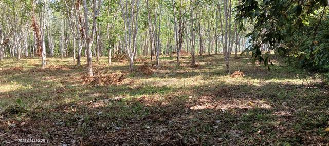 Tanah Untuk Dijual Parit Panjang, Baling 1