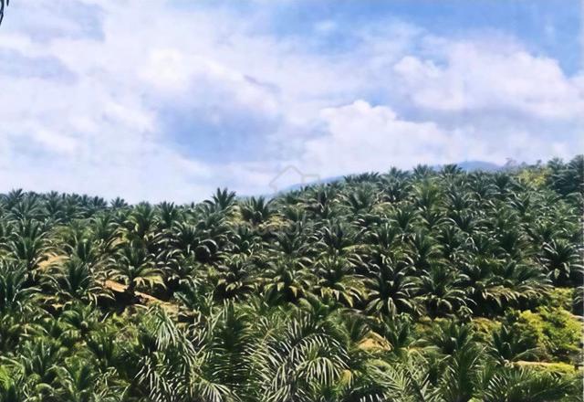 Kelantan Gua Musang Ulu Nenggiri 2700 acres Palm Oil Land For Sale 1