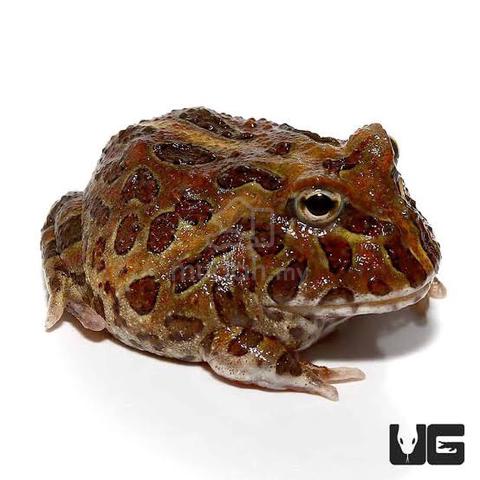 pacman katak frog - photo 3 of 3