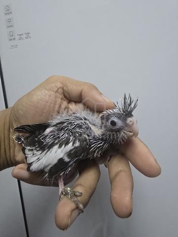 cockatail anak suap - photo 3 of 3