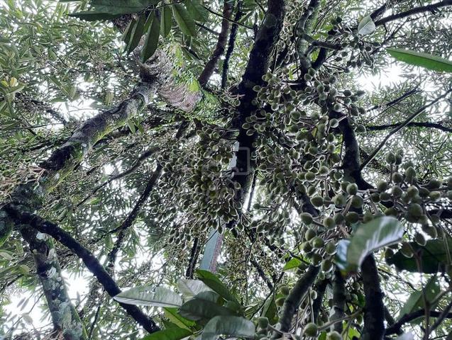 Nice durian farm in jelebu titi for sale 2