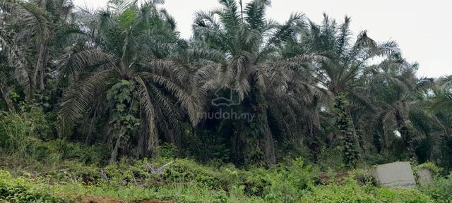 LAND for SALE – Palm Oil Plantation in Johol, Kuala Pilah, N. Sembilan 3