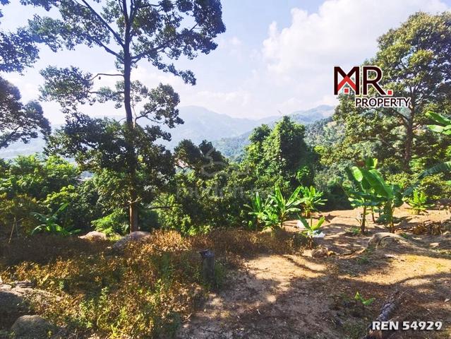 GOOD INVESTMENT Orchard Land Balik Pulau Penang FOR SALE 1