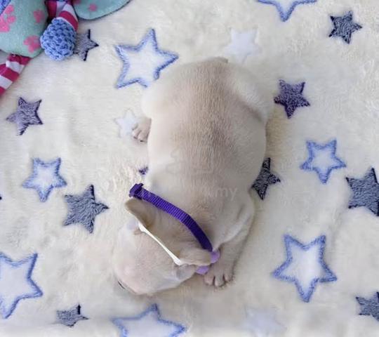 FRENCH BULLDOG PUPPIES VIP811🌻 Cream Premium - photo 3 of 3