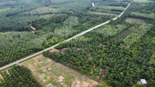 BULOH KASAP,SEGAMAT - Agricultural Land 1