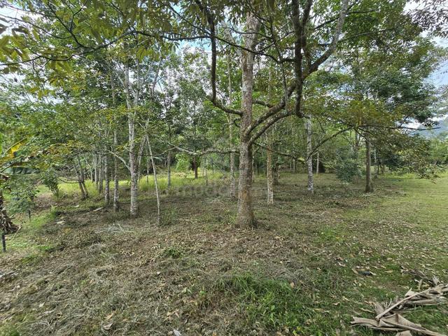 (WOW! SUNGAI 100M DARI TANAH!) Tanah Pertanian, Janda Baik, Pahang 2
