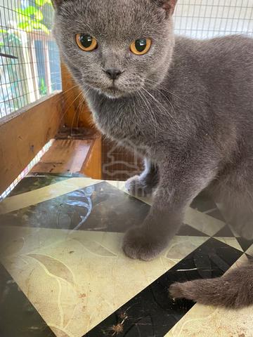 bsh for sale - photo 3 of 4