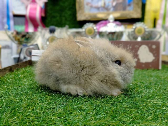 Arnab Mix Teddy Rabbit - photo 2 of 3
